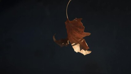 Wall Mural - leaf on black background 4K. Leaf In Black Background