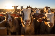 A Herd Of Goats On A Farm.