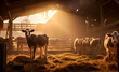 Cows, several animals, barn lit by the morning sun, lots of clean hay, farming