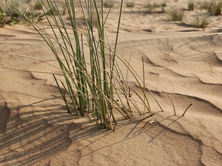 green plants desert sand and blue sky with sun and clouds. image isolated Nice background display Beautiful colourful natural beauty scenery Great Views HD Photo. Dubai UAE