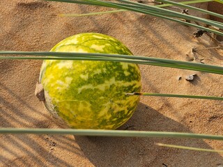 citrullus ecirrhosus desert watermelon image isolated nice background display beautiful colourful na