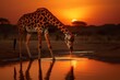 A graceful giraffe bending down to drink from a serene watering hole at sunset.