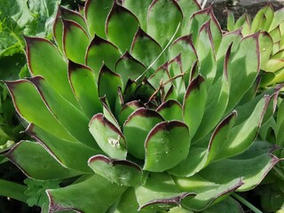 plant in a garden