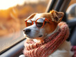 © Comofoto - dog in a convertible with sunglasses and scarf