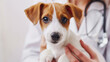 Jack russell terrier puppy at the veterinarian. Veterinary examination of dog