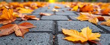 Background Pavers Yellow Autumn Leaves, Background Templates For Designer
