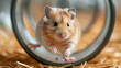 a contented hamster running on a wheel, enjoying its exercise and playtime