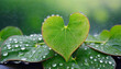 Zielone serce liść