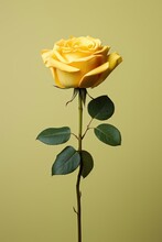 Elegant Single Yellow Rose With Green Leaves