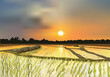Paddy seed field vector illustration for background design. Sunset over paddies. Sunset over the water. Cloudy sky.
