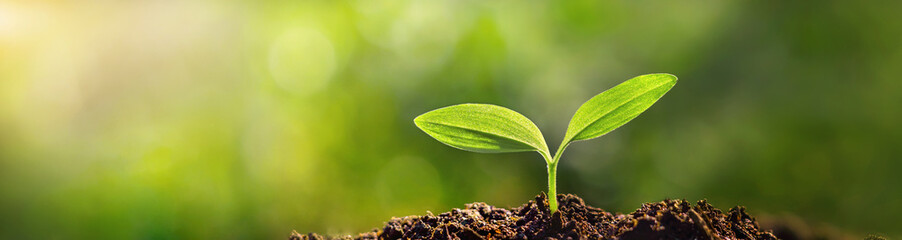 Wall Mural - panorama of small trees planted with sunrise green world and world day concept