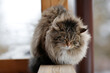 fluffy cat sitting on the railing with his eyes closed