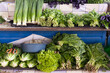 Closeup of market stall selling fresh assortment of vegetables from local ecological producers in bazaar