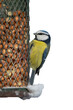 Close up of blue tit bird on old green peanut birdfeeder in winter on the left side isolated on white or transparent background with copy space to the right