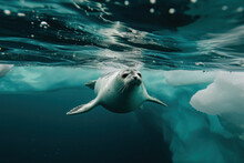 Under Water Seal Swim Beneath The Arctic Sea Ice