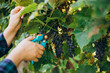 © mdyn - Female farmer cutting grapes. Pruner cuts a bunch. Farmer gathering crop of grapes on ecological farm. Woman picking ripe grapes on vineyard on sunny day. Traditional and natural wine industry.