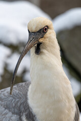 Wall Mural - Gray-winged ibis bird portrait outdoors with snow.