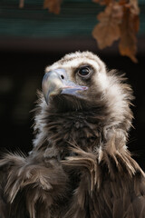 Wall Mural - Vulture brown and black background.