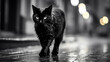 A wet black cat on the street after the rain