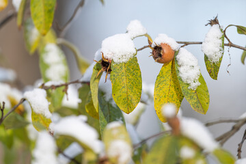 Wall Mural - Loquat with fruits on a branch in winter.