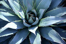 Plants And Flowers Concept. Close-up View Of Green And With Spikes Agave Plant Background With Copy Space