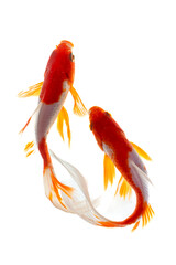 Wall Mural - Goldfish isolated on the white background. Shallow depth of field.