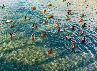 Wall Mural - Clear Water Ducks 3