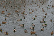 Stado kaczek pływających po sztucznym stawie w parku miejskim w Warszawie