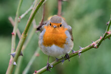 Beautiful Robin Redbreast Erithacus Rubecula Perches On A Branch