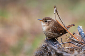 Wall Mural - Eurasian Wren Troglodytes troglodytes. Wild bird in a natural habitat