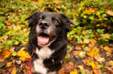 Fototapeta Pomosty - Pies Border Collie na spacerze w lesie jesienną porą