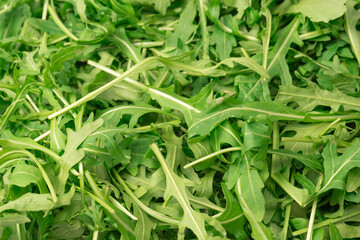 Wall Mural - Fresh leaves of arugula as a background.