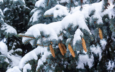 Fir branch with cones and snow on a winter day