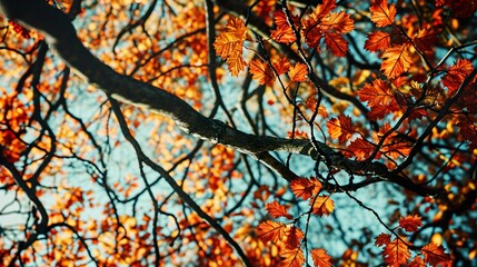 Wall Mural - autumn leaves background