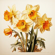 Daffodil, narcissus or jonquil flowering perennial plant, the flowers are big petals surmounted by trumpet-shaped corona, vintage style illustration