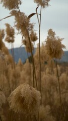 Wall Mural - Slow motion, plume reeds moving outdoors.