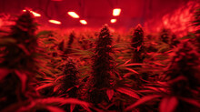 Ripe Marijuana Bush Growing In A Basement Lit By Artificial Red Light From A Warm Lamp, Growing Cannabis Indoors With Additional Electric Light From Lamps .