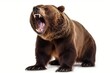 Large brown bear baring teeth and growling