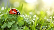 Ladybug On Green Grass