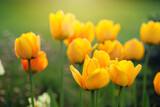 Fototapeta Tulipany - Wiosenne kwiaty w ogrodzie, ujęcie z bliska, rozmyte tło