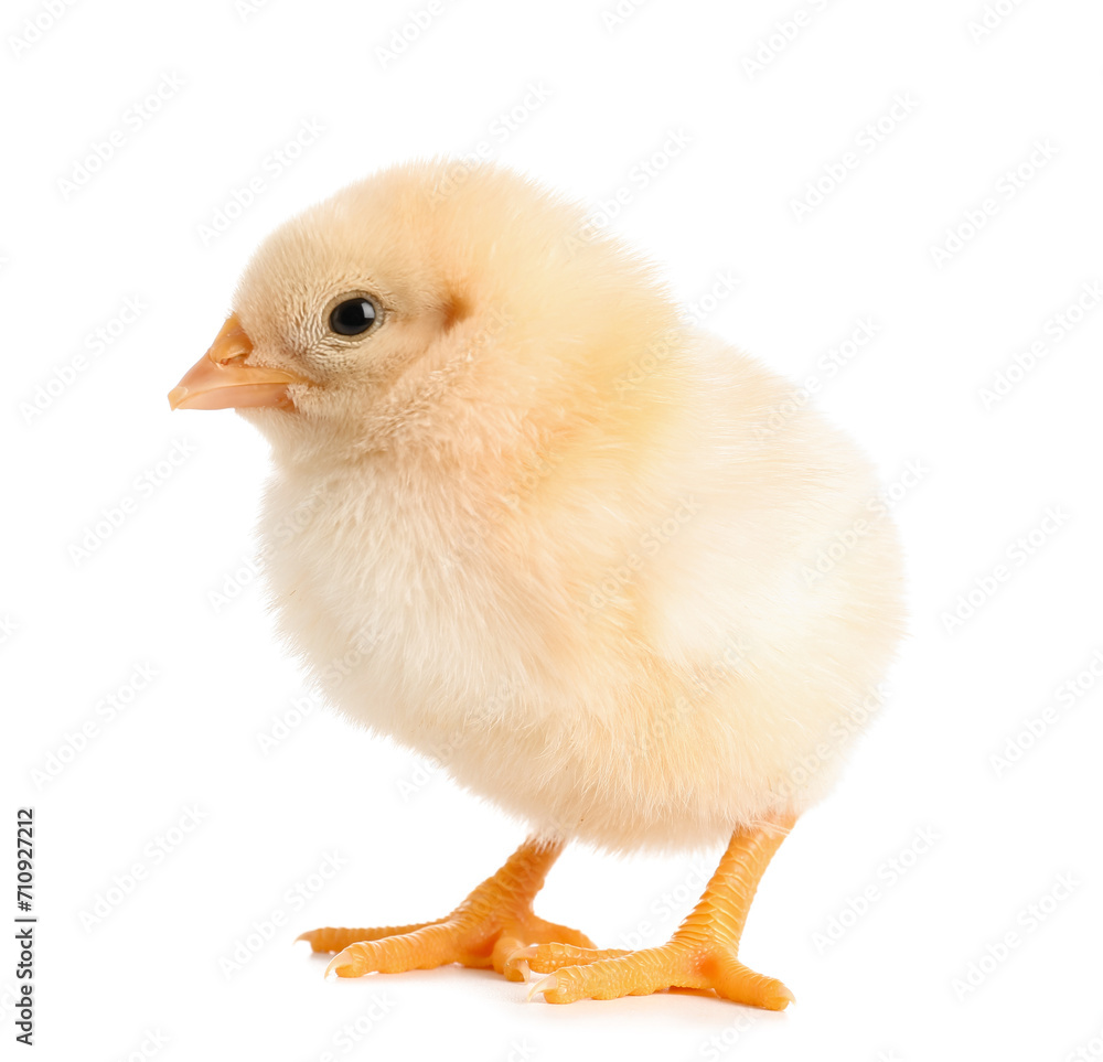 Cute little chick on white background