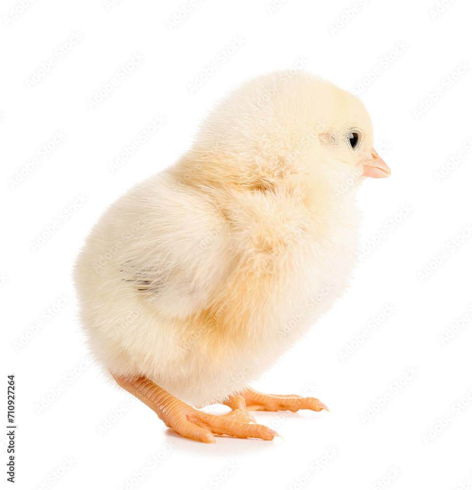 Cute little chick on white background