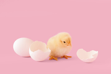 Poster - Cute little chick with egg shell on pink background