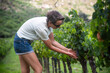 © Diego - Mujer recogiendo uvas en un viñedo