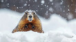 Groundhog emerging in snowfall, possibly predicting the weather on Groundhog Day