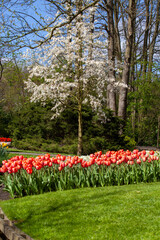 Wall Mural - A Springtime Garden.Beautiful Garden in Full Bloom