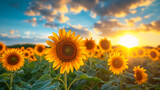 Fototapeta Kwiaty - sunflower in a field of sunflowers under a blue sky
