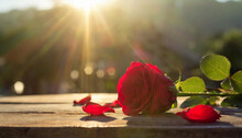 Red Rose On A Wooden Table In Front Of The Sun; Romantic Background; High Quality Photo For Posters, Banners, Postcards, Interior
