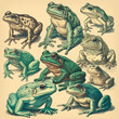 Many frogs, different colors and species, vintage postcard style, retro zoological guide page