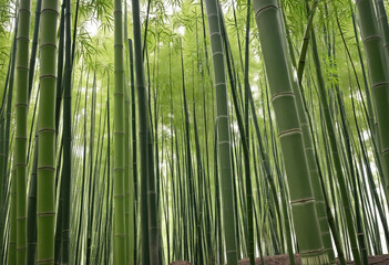 Lush Bamboo Grove with Fresh Sprouts